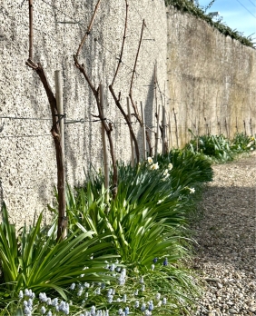 Rebstöcke entlang der Klostermauer Ende März 2024